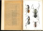 Le monde social des fourmis. Vol. 4.. Forel, Auguste