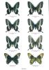 Butterflies of the world. Part. 8. Papilionidae V. New and rare Papilionidae.. Möhn, Edwin