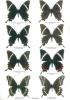 Butterflies of the world. Part. 8. Papilionidae V. New and rare Papilionidae.. Möhn, Edwin