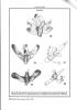 Descriptions of four new species of Elachistidae (Lepidoptera) and diagnoses of Elachista pollutella Duponchel, 1843 and Elachista constitella Frey, ...