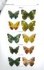 Etude sur les Euryphura Staudinger, 1891 proches de Euryphura plautilla Hewitson, 1860 et description de nouvelles espèces pour le genre (Lepidoptera, ...