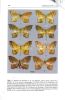 Beitrag zur kenntnis der Gattung Mesothisa Warren, 1905 (Lepidoptera, Geometridae, Ennominae).. Karisch, T. & K.-R. Beck
