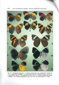 Catagrammini néotropicaux, nouvelles sous-espèces et cas d'hybridation (Lepidoptera, Nymphalidae).