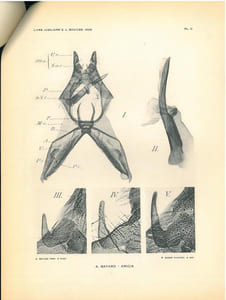 Caractères spécifiques de l'armure génitale des Aricia du groupe medon (Lepidopt. Lycaenidae).