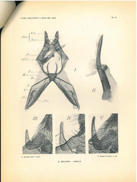 Caractères spécifiques de l'armure génitale des Aricia du groupe medon (Lepidopt. Lycaenidae).. Bayard, André