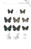 Description d'une nouvelle espèce de Calydna Doubleday, 1847 provenant du sud-est Paraense, brésil (Lepidoptera - Riodinidae) (8° note).. Jauffret, P. ...