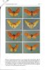 Caractérisation de Toulgoetarctia Coenen & Gibeaux, 2014, nouveaux d'Amérique néotropicale (Lepidoptera, Erebidae, Arctiinae, Phaegopterini) (6° ...