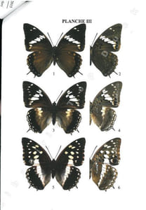 Description d'un hybride de Charaxes du "groupe tiridates" en République de Guinée (Lepidoptera, Nymphalidae, Charaxinae).