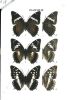 Description d'un hybride de Charaxes du "groupe tiridates" en République de Guinée (Lepidoptera, Nymphalidae, Charaxinae).. Arnoux, M. et al.