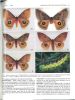 Two new Automeris from western Mexico (Lepidoptera : Saturniidae, Hemileicinae).. Lemaire, C. & L.K. Wolfe