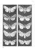 New species of the genera : Euxoa, Dichagyris and Chersotis from central Asia (Lepidoptera : Noctuidae, Noctuinae).. Varga, Z. & P. Gyulai