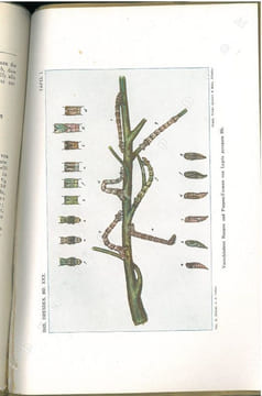 Plötzliches und häufigesAuftreten von Lygris pyropata Hb. in Ostpreussen 1915/16 nebst Beschreibung vom Ei, Raupe und Puppe.. Zöllner, H.