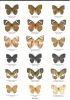 Schmetterlinge der Erde. Teil 15. Nymphalidae VI. Euriphene.. Hecq, Jacques