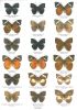 Schmetterlinge der Erde. Teil 15. Nymphalidae VI. Euriphene.. Hecq, Jacques