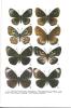 Le polymorphisme et le mimétisme d'Idrusia nyctelius Doubleday (Lep. Nymphalidae).. Nguyen, Thi Hong