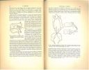 Lepidoptera, I : Lycaenidae, sur les espèces éthiopiennes du genre Syntarucus Butler.. Stempffer, Henri