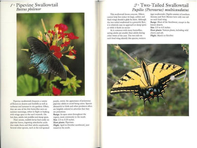 70 common butterflies of the southwest.