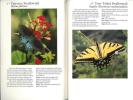 70 common butterflies of the southwest.. Bailowitz, R. & D. Danforth
