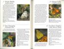 70 common butterflies of the southwest.. Bailowitz, R. & D. Danforth