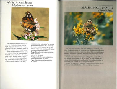 70 common butterflies of the southwest.