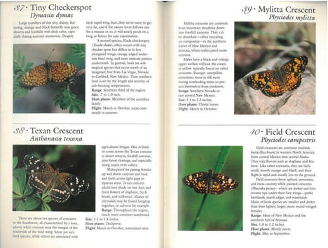 70 common butterflies of the southwest.. Bailowitz, R. & D. Danforth