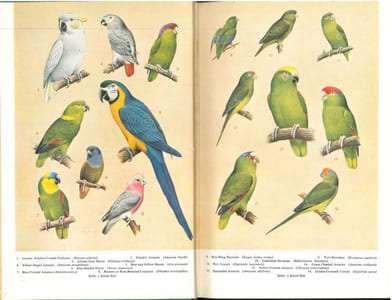 Parrots and parrot-like birds.