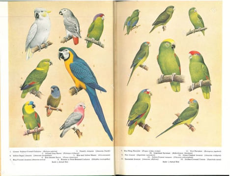 Parrots and parrot-like birds.. Bedford, Duke of & D.L. Coffi
