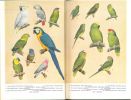 Parrots and parrot-like birds.. Bedford, Duke of & D.L. Coffi