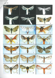 Die Pterophoridae des Yemen.