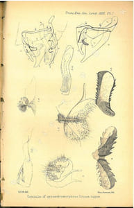 Notes on the genitalia of a gynandromorphous Eronia hippia.
