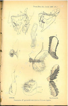 Notes on the genitalia of a gynandromorphous Eronia hippia.. Baker, George T.