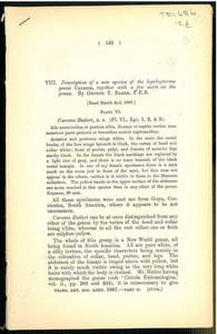 Description od a new species of the lepidopterous genus Carama, together with a few notes on the genus.