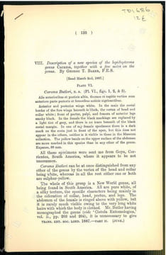 Description od a new species of the lepidopterous genus Carama, together with a few notes on the genus.. Baker, George T.