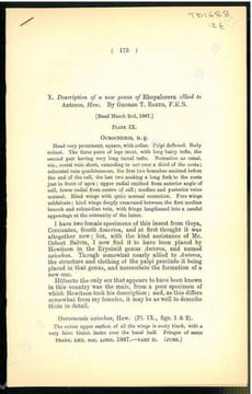 Description of a new genus of Rhopalocera allied to Anteros, Hew... Baker, George T.
