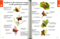 Les papillons par la couleur, guide d'identification.