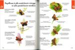 Les papillons par la couleur, guide d'identification.. Albouy, V. & J.-L. Verdier