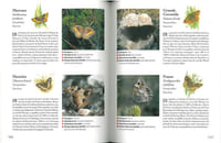 Les papillons par la couleur, guide d'identification.