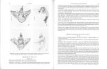 A revision of the Halysidota tessellaris species-group (Halysidota sensu stricto) (Lepidoptera : Arctiidae).. Watson, Allan
