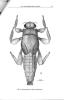 Phylogenetic systematics of the major lineages of Pannote mayflies (Ephemeroptera: Pannota).. McCafferty, W.P. & T.-Q. Wang