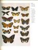 The dictionary of butterflies and moths in colour.. Watson, A. & P.E.S. Whalley