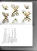 Guide des papillons d'Europe. Rhopalocères.. Higgins, L. G & N.D. Riley