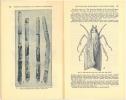 The sugar-cane moth borer in the United States.. Holloway, T.E. et al.