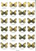 Butterflies of the world. Part. 11. Nymphalidae V. Oeneis.. Lukhtanov, V.A. & U.F.J. Eitschberger