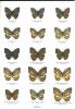 Schmetterlinge der Erde. Teil 9. Nymphalidae IV. Bebearia.. Hecq, Jacques