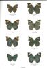 Schmetterlinge der Erde. Teil 9. Nymphalidae IV. Bebearia.. Hecq, Jacques