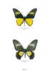 Butterflies of the world, part. 7 : Papilionidae IV : Troides II.. Rumbucher, K. & B. Von Knötgen