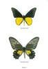 Butterflies of the world, part. 7 : Papilionidae IV : Troides II.. Rumbucher, K. & B. Von Knötgen