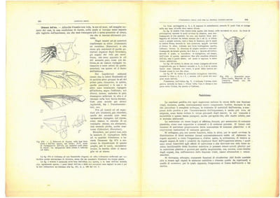 Gli Insetti. Loro organizzazione, sviluppo, abitudini e rapporti coll'uomo, vol. 2 : fasc. 28 à 37.