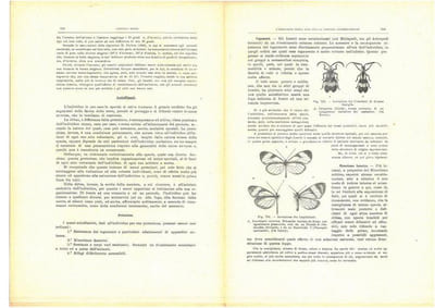 Gli Insetti. Loro organizzazione, sviluppo, abitudini e rapporti coll'uomo, vol. 2 : fasc. 28 à 37.