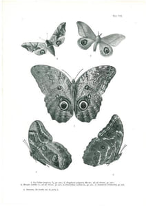 Gli Insetti. Loro organizzazione, sviluppo, abitudini e rapporti coll'uomo, vol. 2 : fasc. 28 à 37.